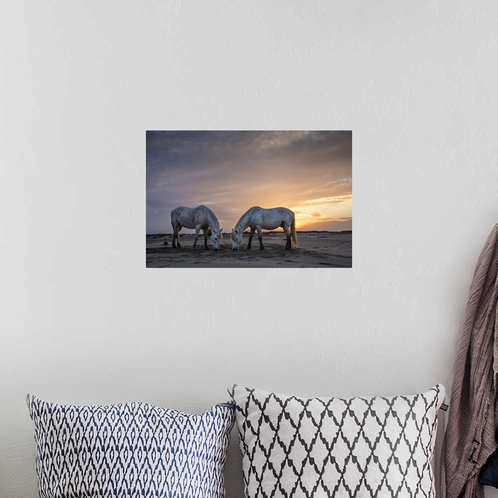 A bohemian room featuring The white horses of the Camargue in the south of France
