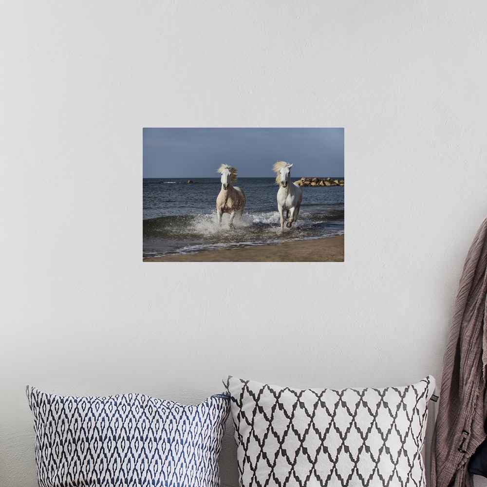 A bohemian room featuring The White Horses of the Camargue running in the water in the South of France
