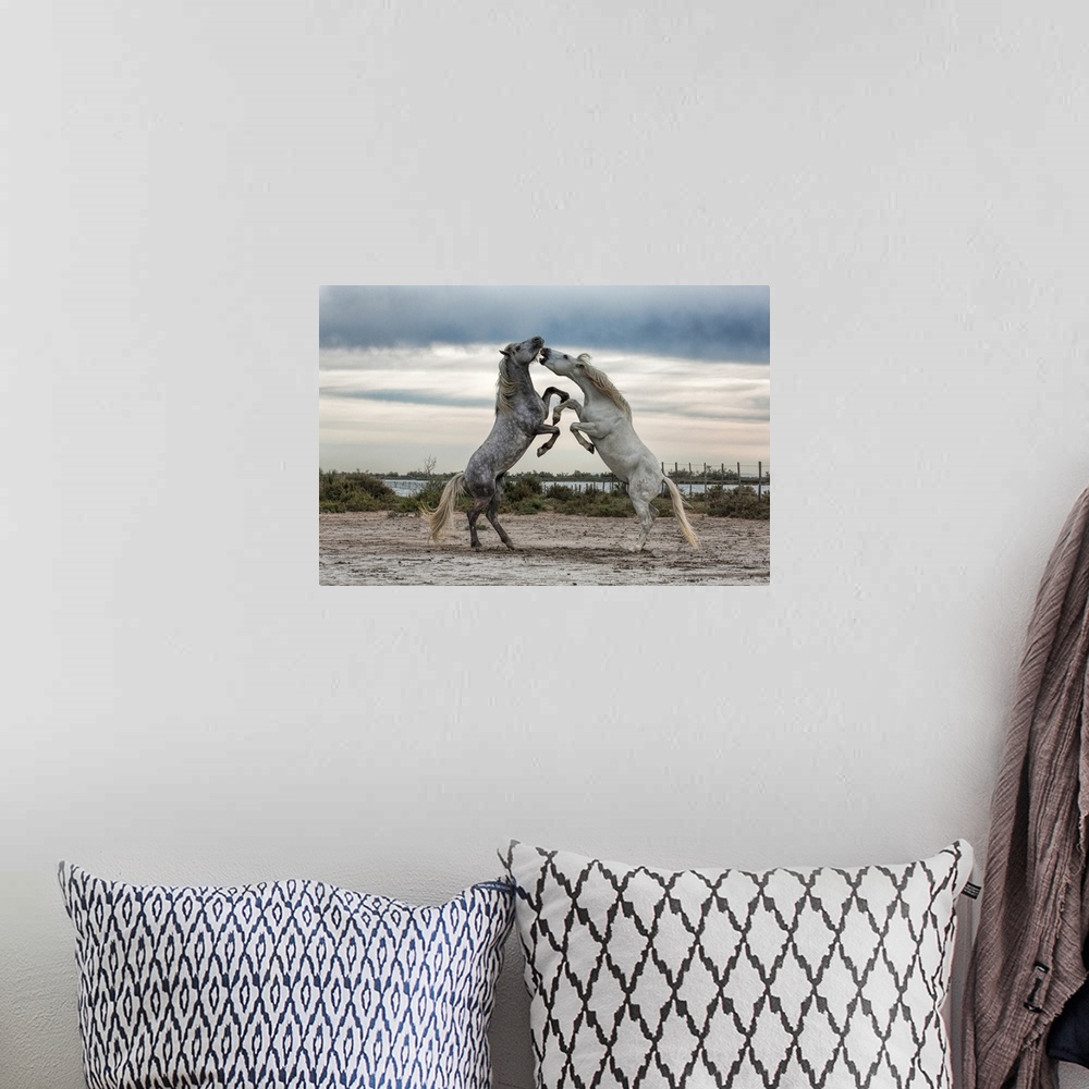 A bohemian room featuring White Camargue horse stallions fighting by the water.
