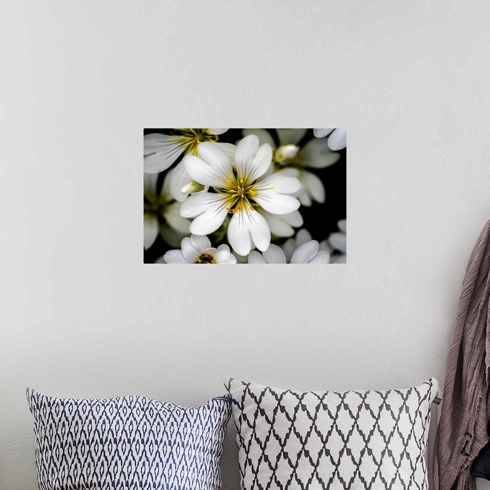 A bohemian room featuring A close up image of a small delicate white garden flower.