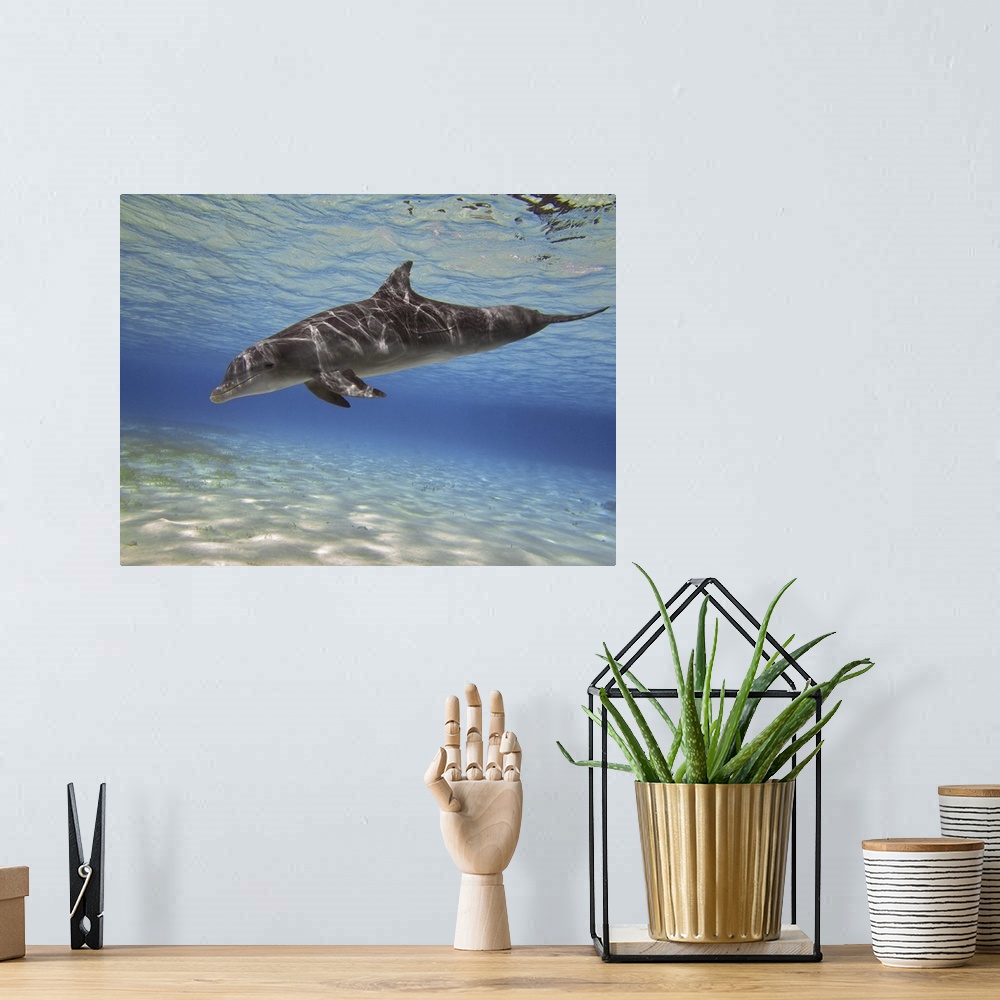 A bohemian room featuring A bottlenose dolphin swimming the Barrier Reef, Grand Cayman.