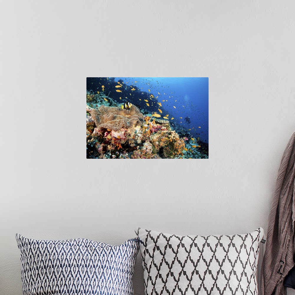 A bohemian room featuring A clownfish lives on top of an anemone on a coral reef and an eel lives under the anemone, Maldives.