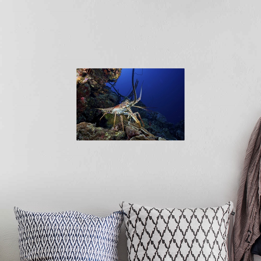 A bohemian room featuring A common spiny lobster backs his way into the protection of the reef, Bonaire, Caribbean Netherla...