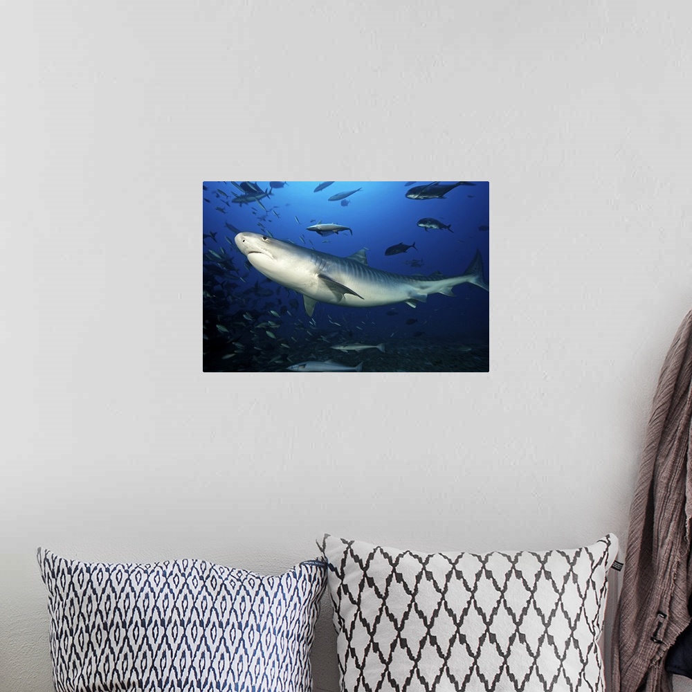 A bohemian room featuring A large 10 foot Tiger Shark swims into the feeding zone, Fiji.