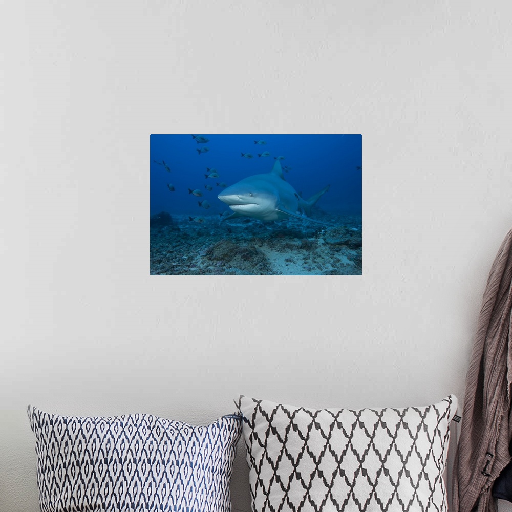 A bohemian room featuring A large bull shark at The Bistro dive site in Fiji.