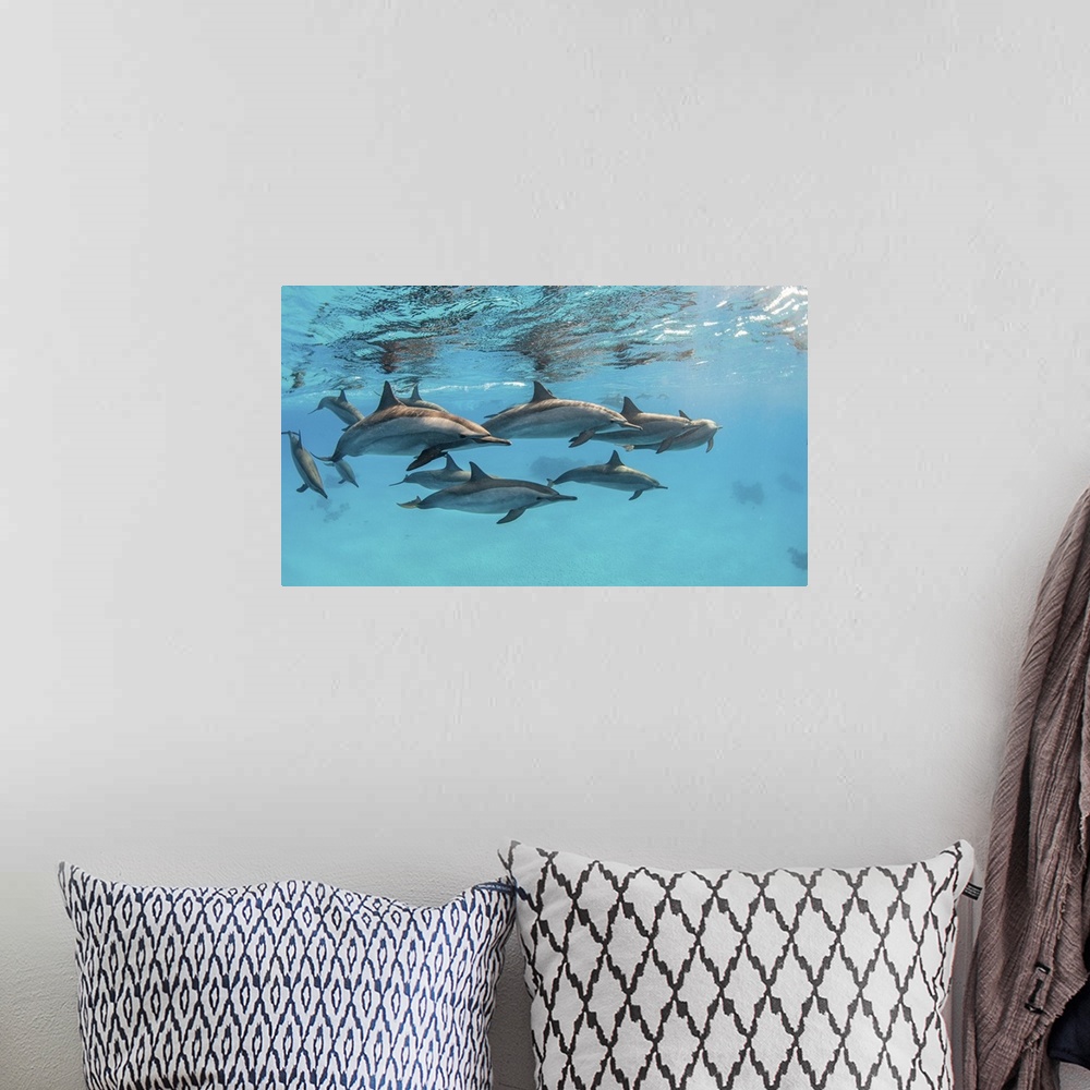 A bohemian room featuring A pod of spinner dolphins swimming by just under the surface, Red Sea.