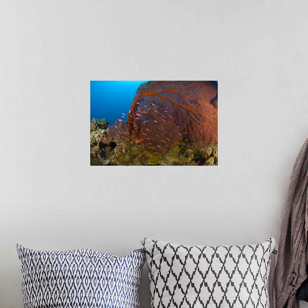 A bohemian room featuring A red sea fan with purple anthias fish, Papua New Guinea.