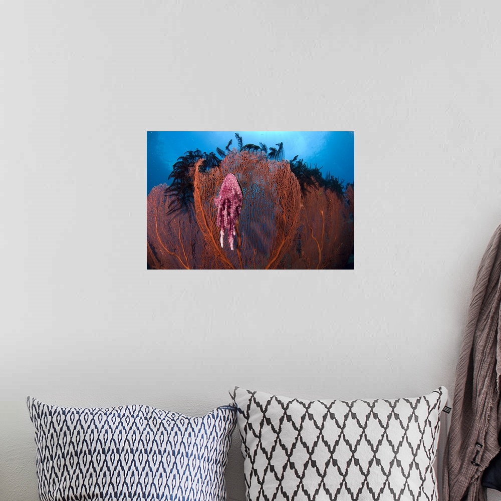 A bohemian room featuring A red sea fan with sponge colored clam attached, Papua New Guinea.