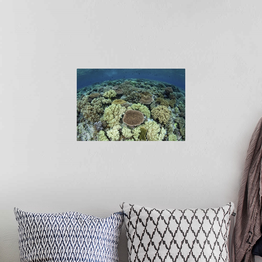 A bohemian room featuring A shallow coral reef thrives in Wakatobi National Park, Indonesia. This remote region is known fo...