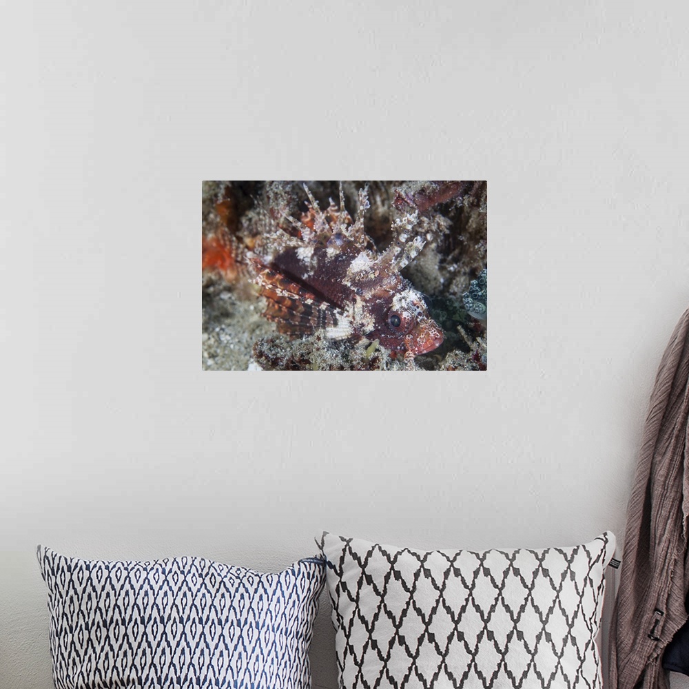 A bohemian room featuring A shortfin lionfish lays on the seafloor waiting for prey.