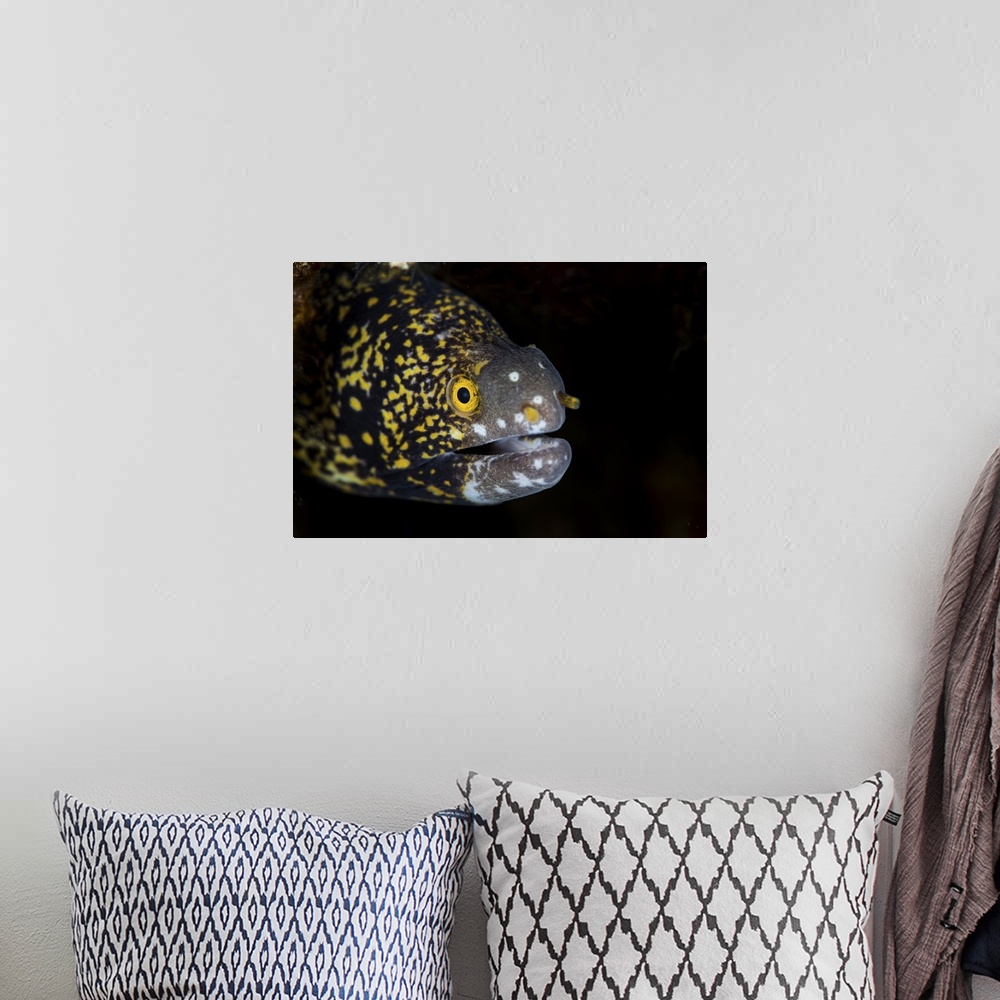 A bohemian room featuring A snowflake moray eel peeks out from a dark hole on a reef.