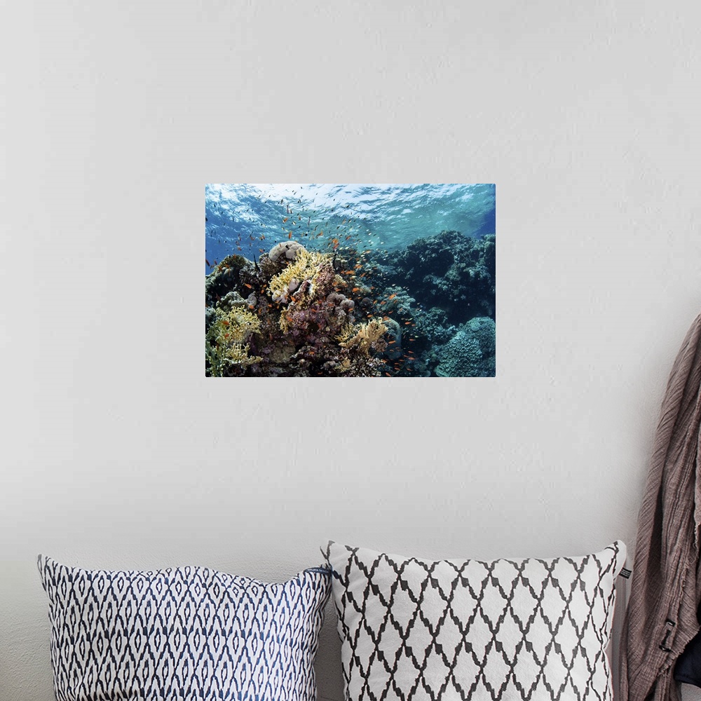 A bohemian room featuring Anthias swarm around a coral reef in the Red Sea, Red Sea.