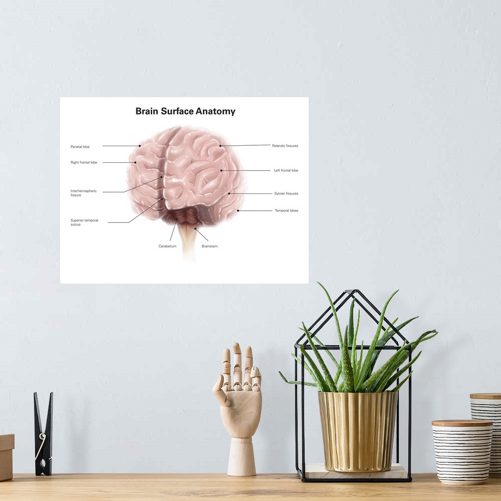 A bohemian room featuring Brain surface anatomy, with labels.