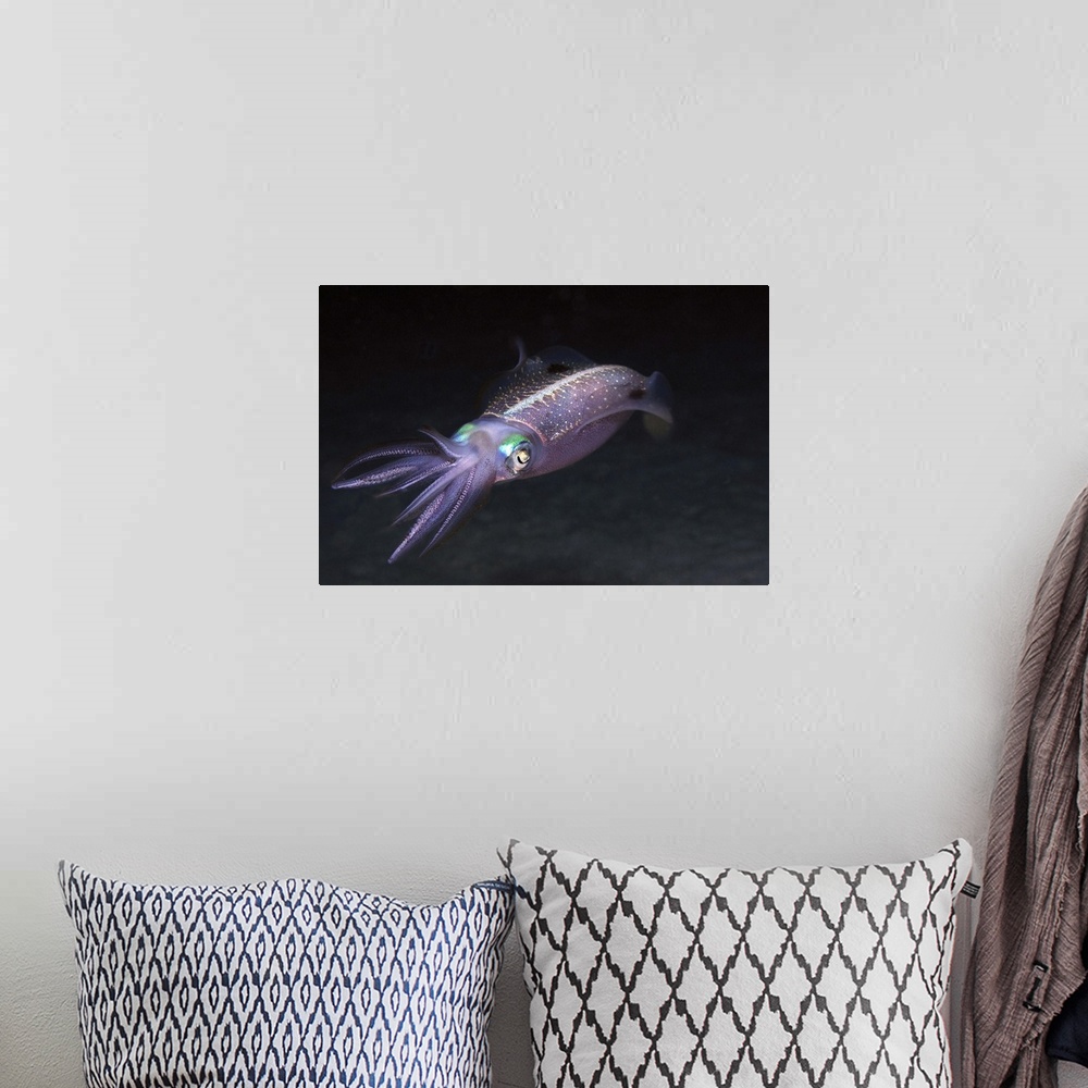A bohemian room featuring Caribbean Reef Squid at night on reef.