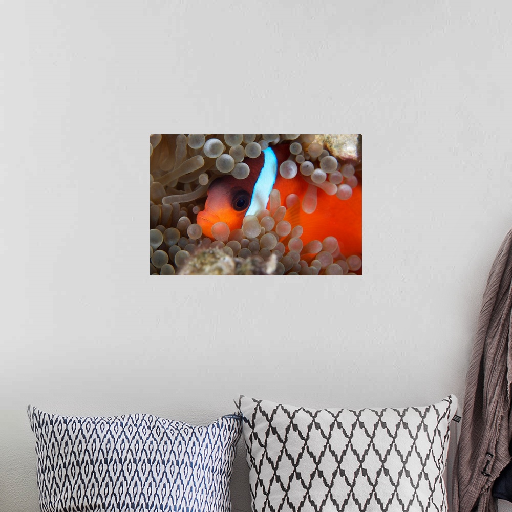 A bohemian room featuring Cinnamon Clownfish (Amphiprion melanopus) in its host anemone.