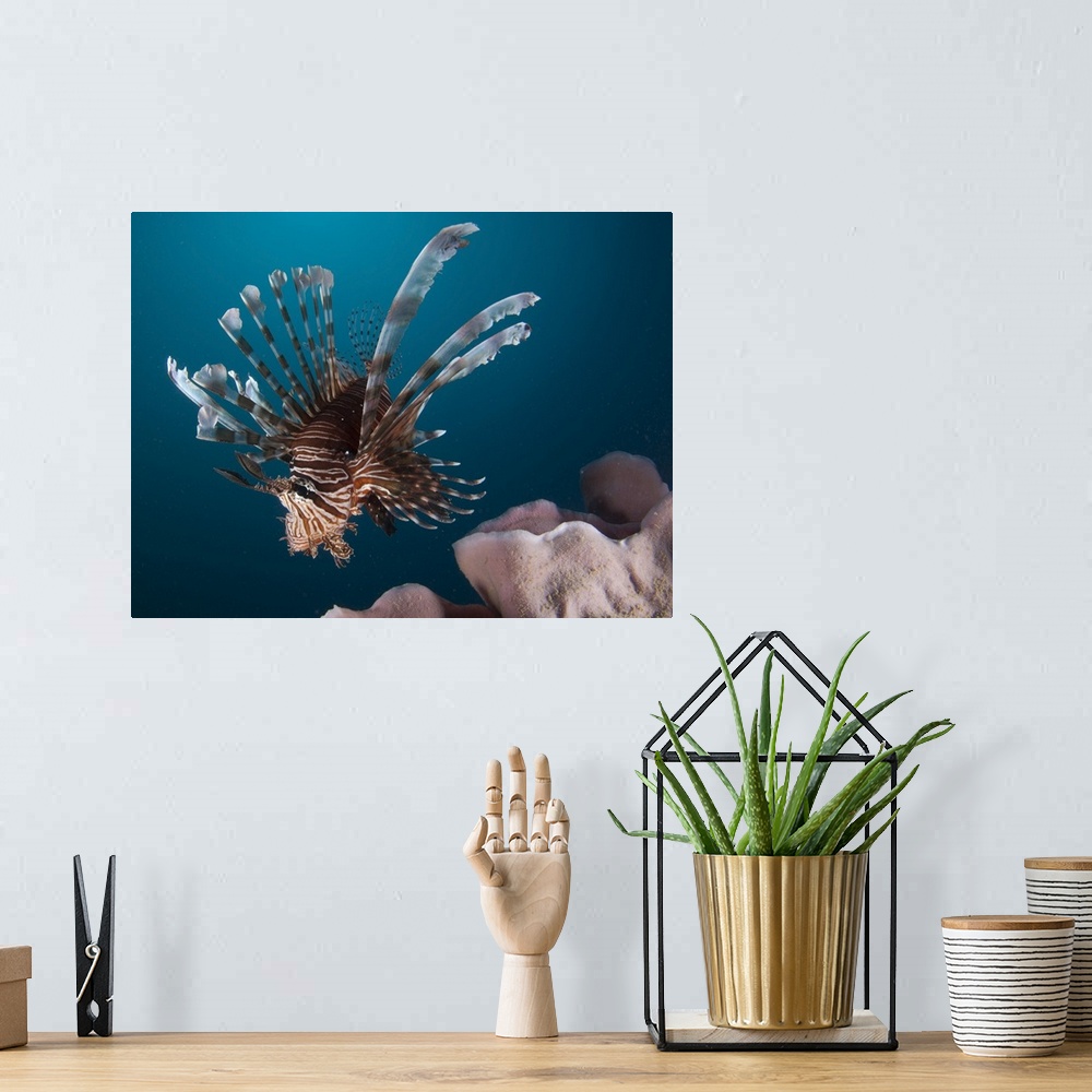 A bohemian room featuring Close-up view of a lionfish. Gorontalo, Indonesia.