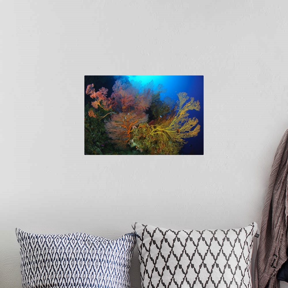 A bohemian room featuring Colorful assorted sea fans and soft coral, Solomon Islands.
