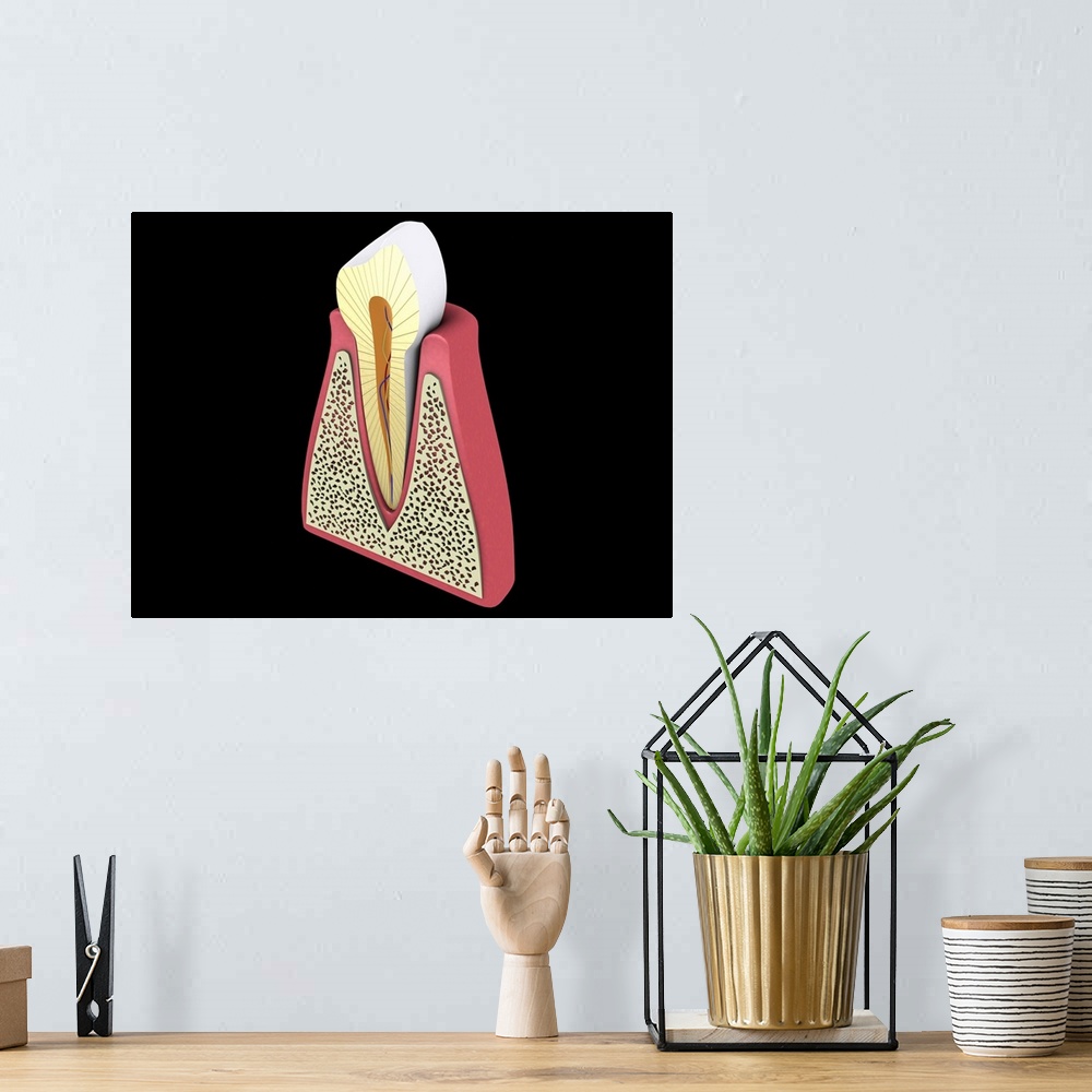A bohemian room featuring Conceptual image of human tooth.