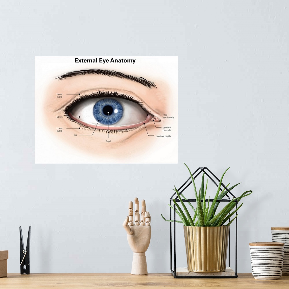 A bohemian room featuring External anatomy of the human eye (with labels).