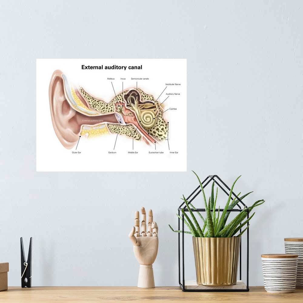 A bohemian room featuring External auditory canal of human ear (with labels).