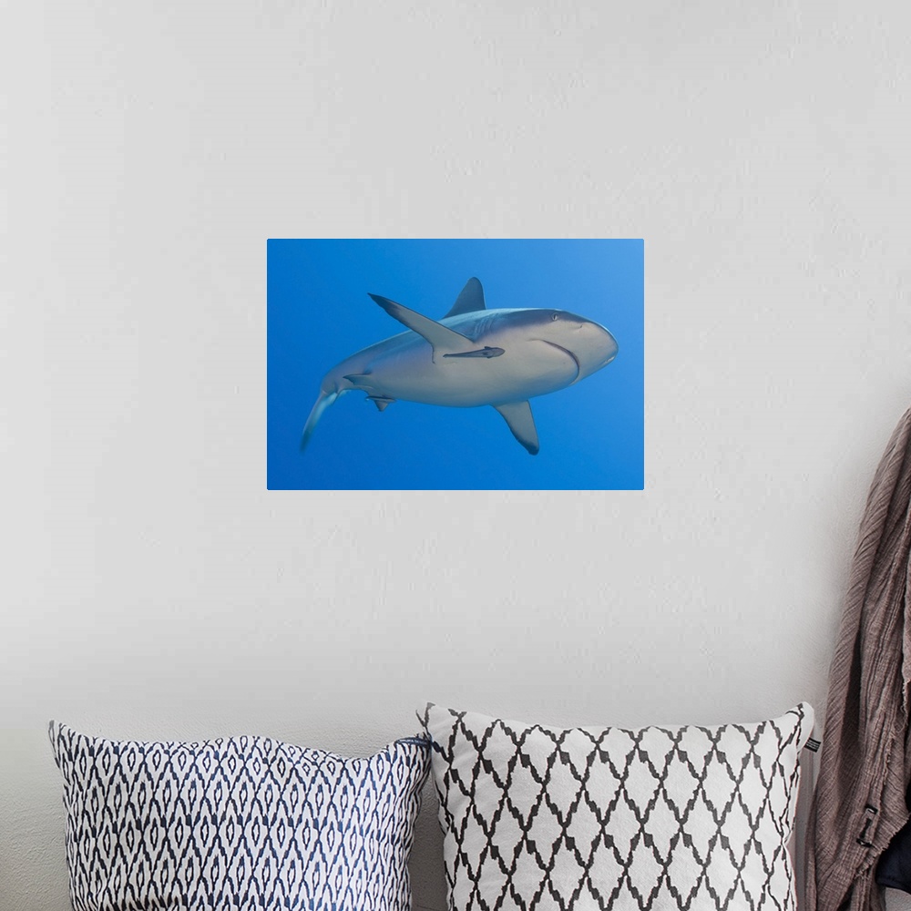 A bohemian room featuring Gray reef shark with remora, Papua New Guinea.