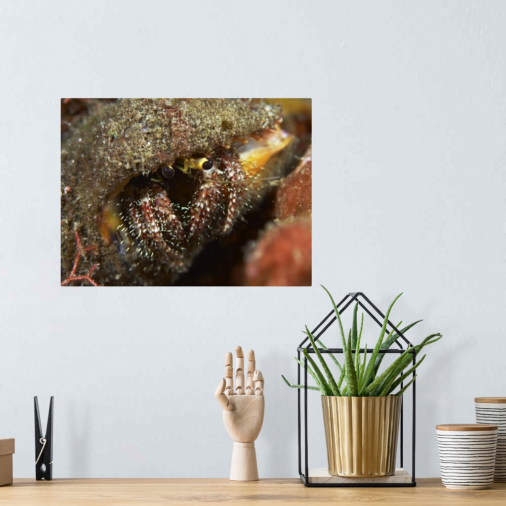 A bohemian room featuring Hairy-legged hermit crab emerging out of its shell, Bali, Indonesia.
