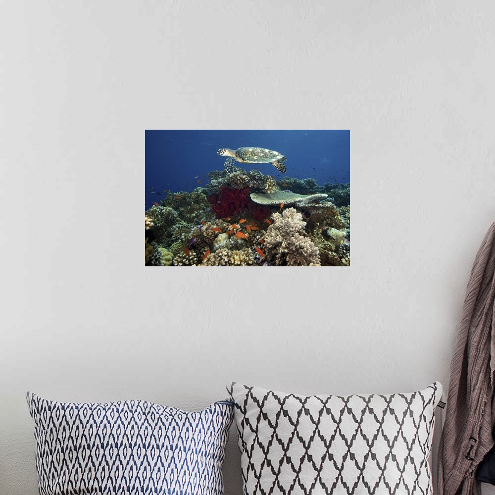 A bohemian room featuring Hawksbill turtle glides over the pristine reefs in Fiji.