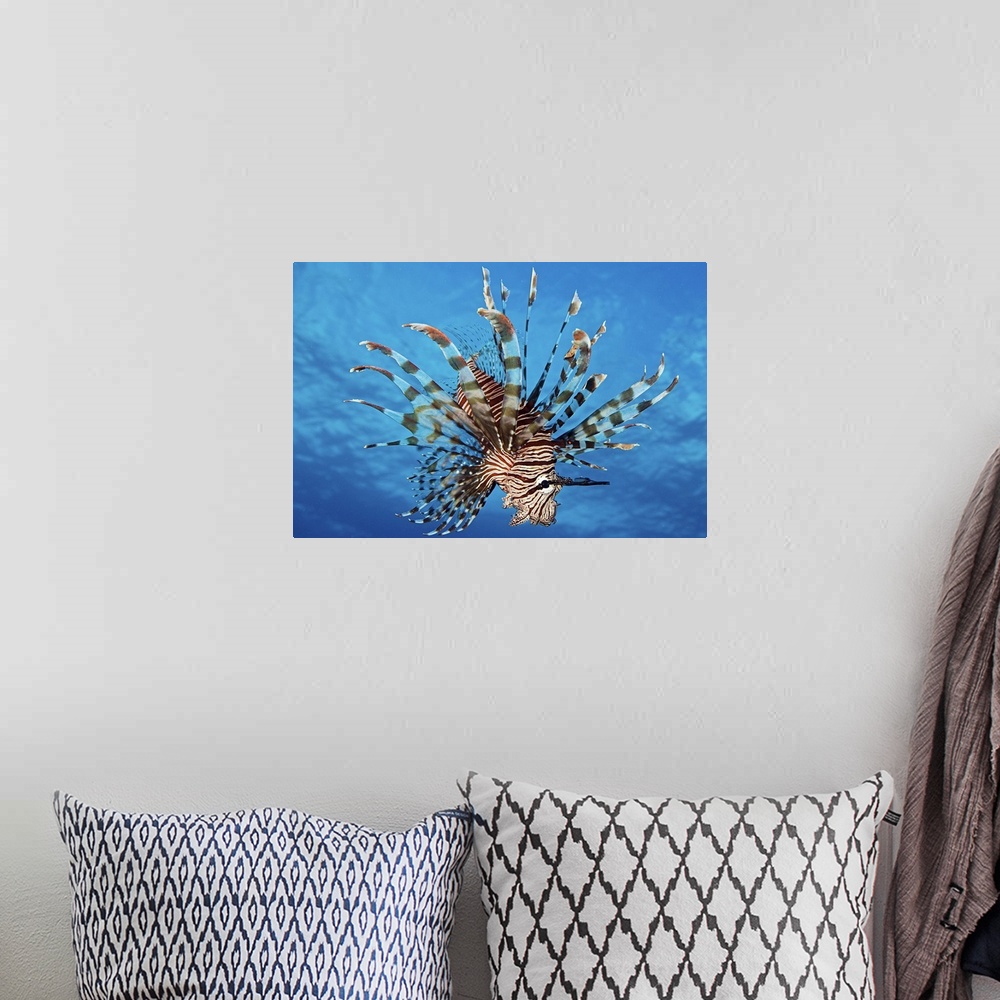 A bohemian room featuring Lionfish displays its poisonous spines, FIji.
