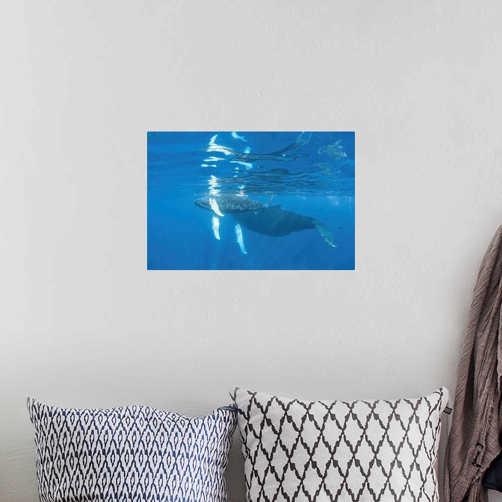 A bohemian room featuring Mother and calf humpback whales  swimming just under the surface.