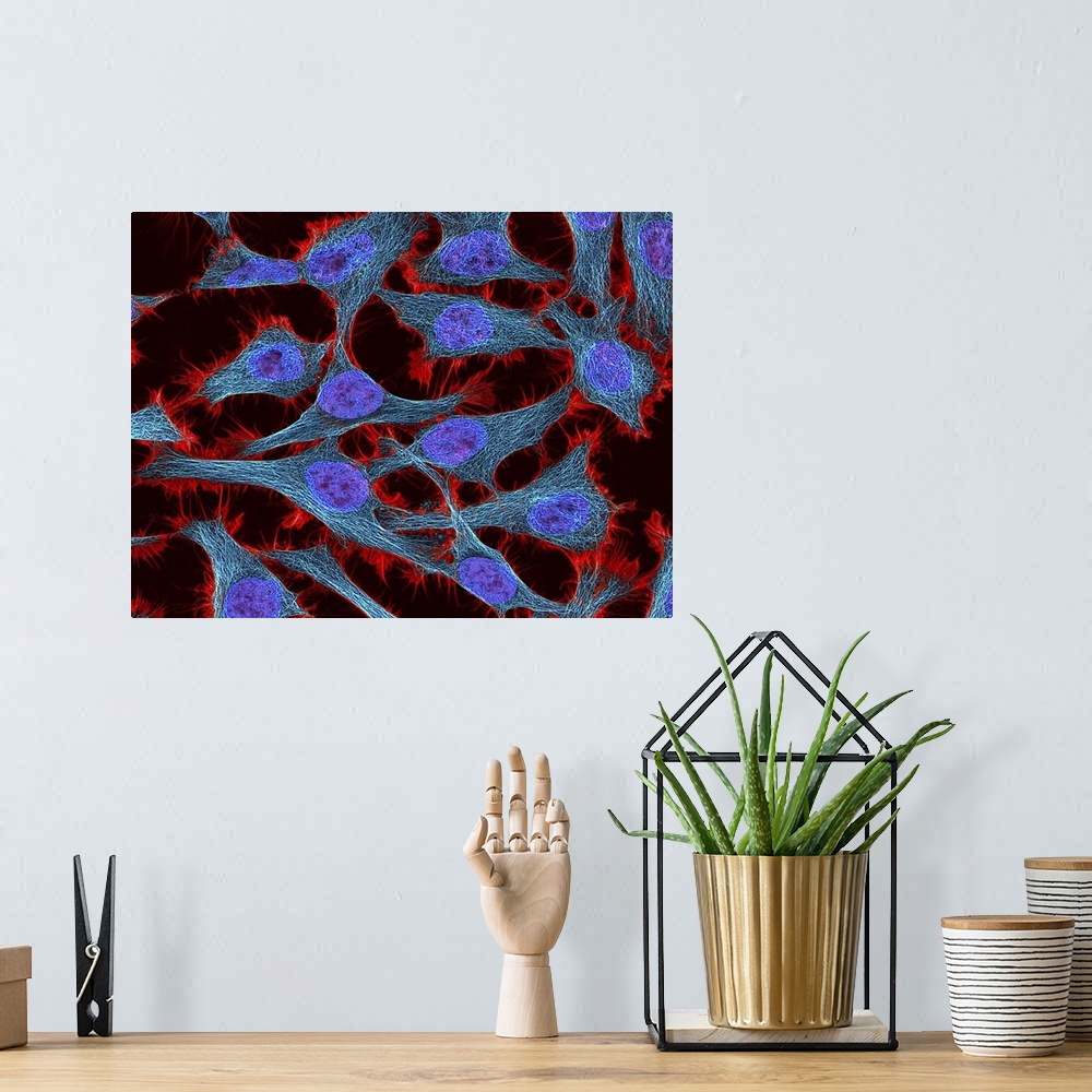 A bohemian room featuring Multiphoton fluorescence image of HeLa cells stained with the actin binding toxin phalloidin (red...