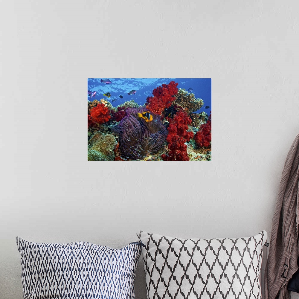 A bohemian room featuring An underwater photograph taken of a clown fish as it swims in front of colorful reefs and ocean v...