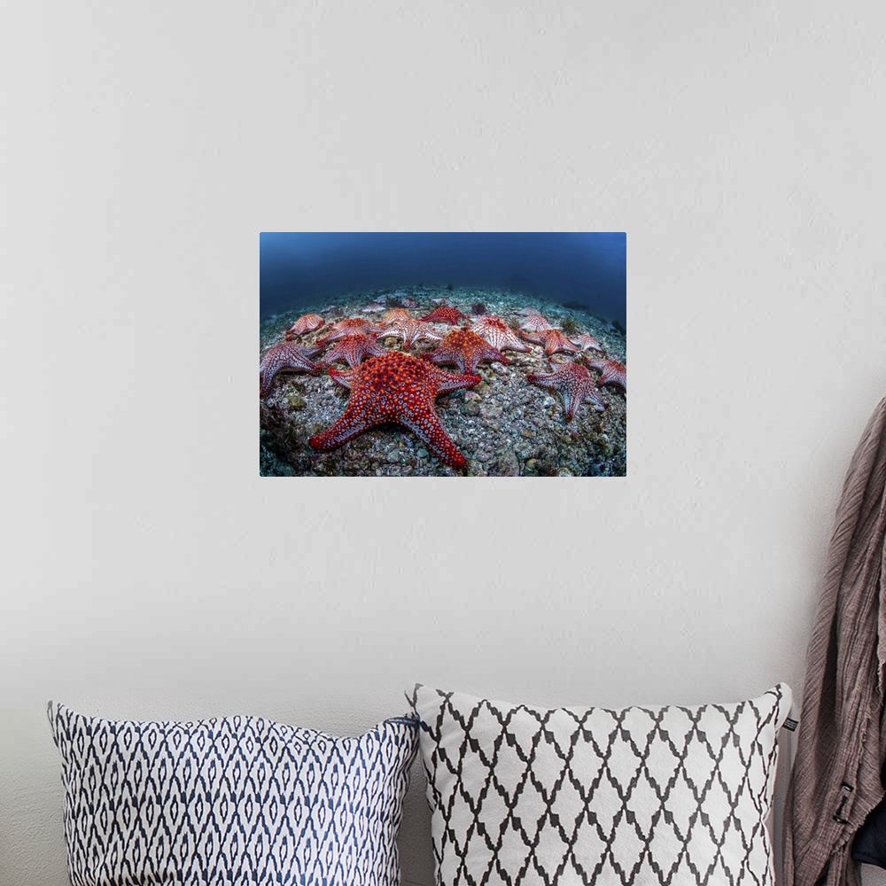 A bohemian room featuring Panamic cushion stars (Pentaceraster cumingi), gather on the sea floor, Sea of Cortez.