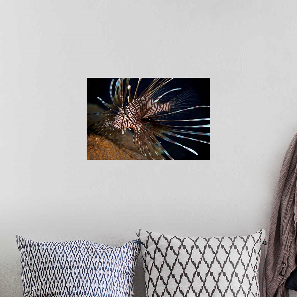 A bohemian room featuring Red Lionfish flares its deadly spines as a warning to the photographer not to get any closer, Bon...