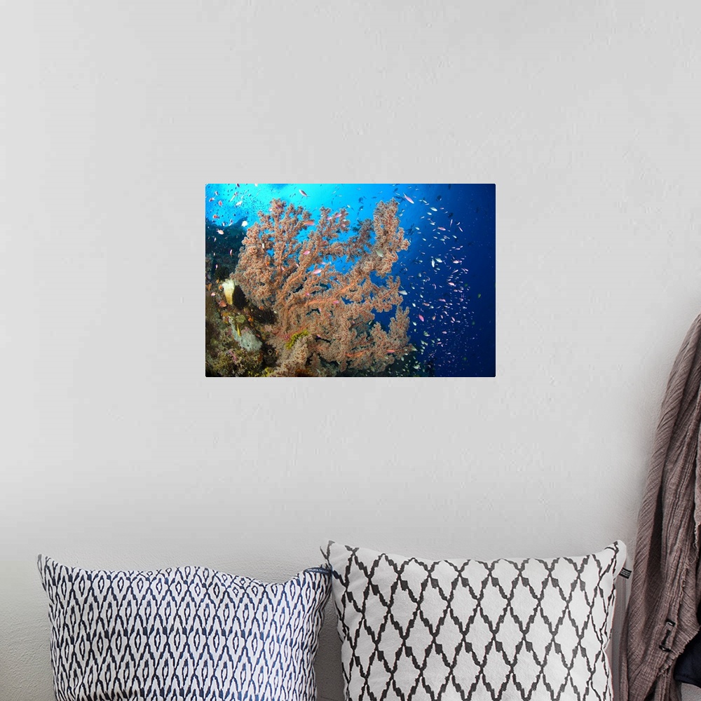 A bohemian room featuring Reef scene with sea fan, Papua New Guinea.