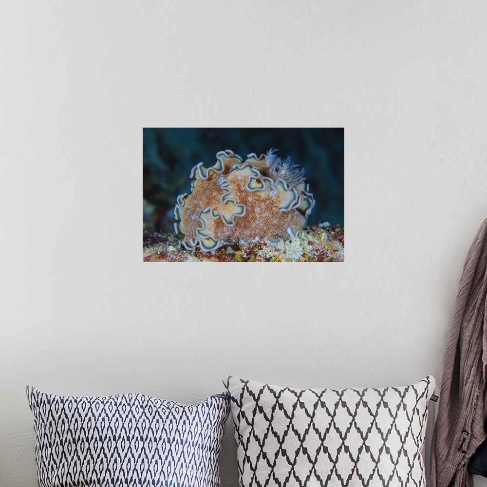 A bohemian room featuring Ruffled nudibranch on coral, Solomons.