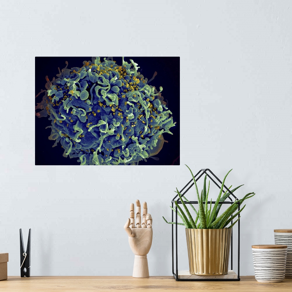 A bohemian room featuring Scanning electron micrograph of HIV particles infecting a human H9 T cell.