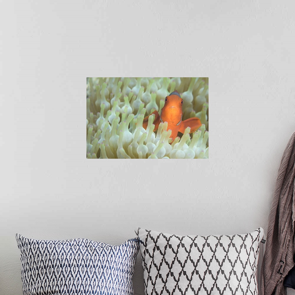 A bohemian room featuring Spinecheek anemonefish in anemone, Papua New Guinea.