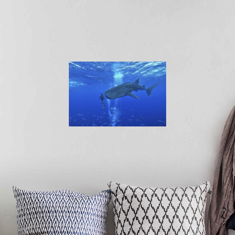 A bohemian room featuring Whale shark and diver, Maldives.