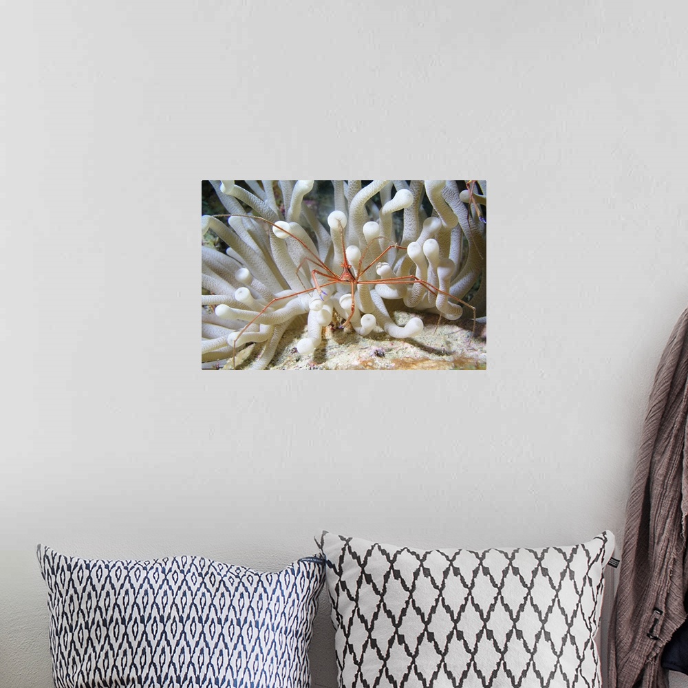 A bohemian room featuring Yellowline Arrow Crab on anenome in Caribbean Sea.