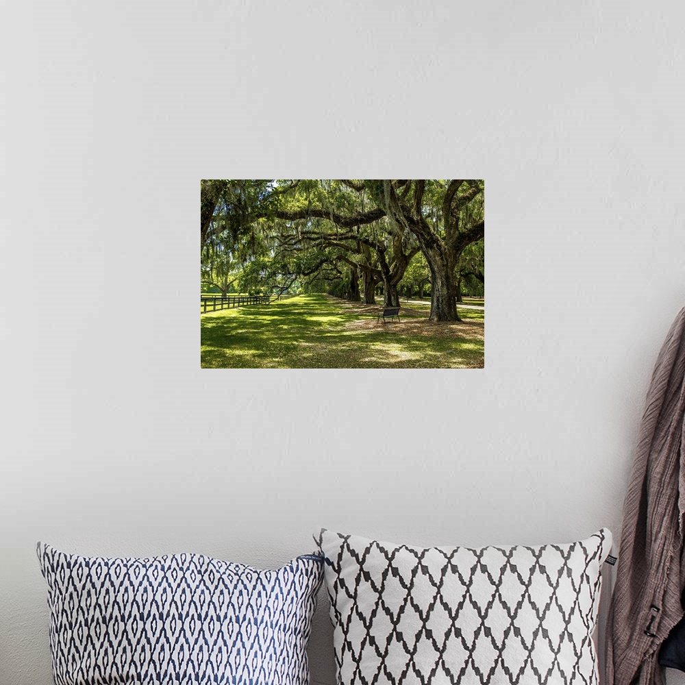 A bohemian room featuring A shady path under the trees in Boone Hall Plantation, South Carolina.