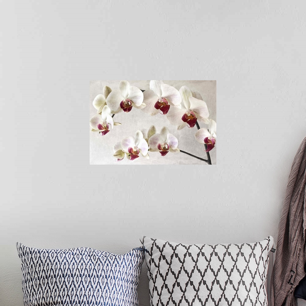 A bohemian room featuring A close-up photograph of white orchids with red centers.