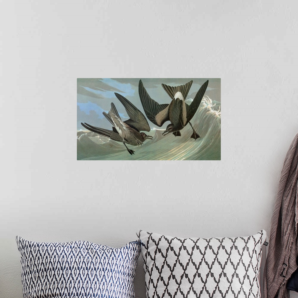 A bohemian room featuring Leach's Storm Petrel (Oceanodroma leucorhoa). Engraving after John James Audubon for his 'Birds o...