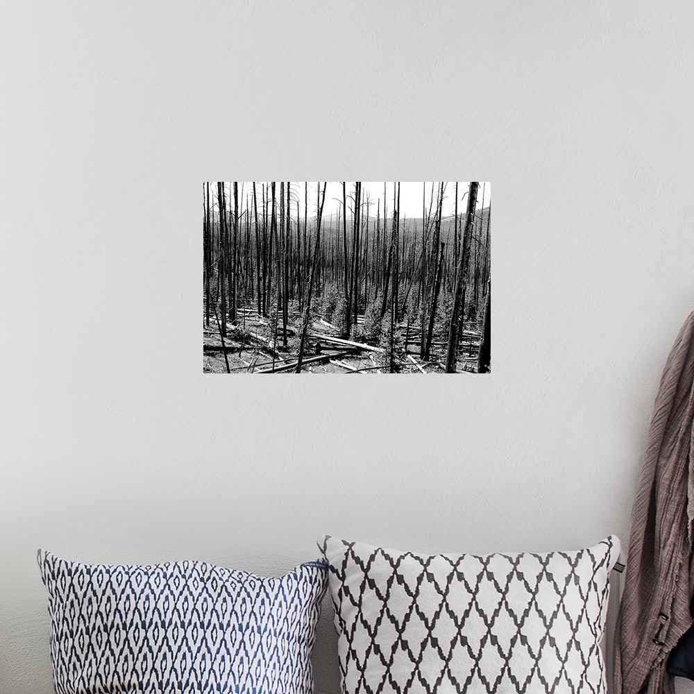A bohemian room featuring Black and white photograph of a forest of bare tree trunks with young trees growing throughout.
