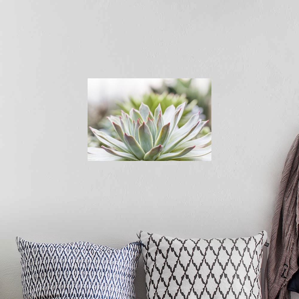 A bohemian room featuring Succulent Study I