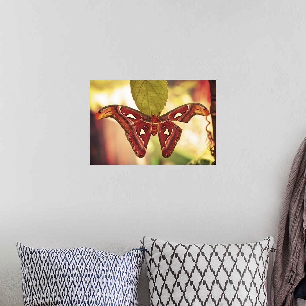A bohemian room featuring Atlas Moth