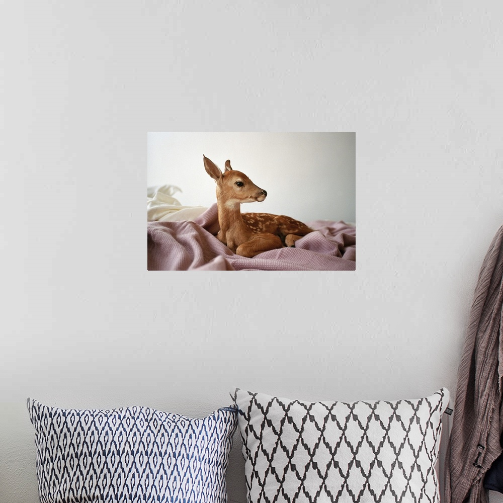 A bohemian room featuring portrait of a fawn sitting on a bed