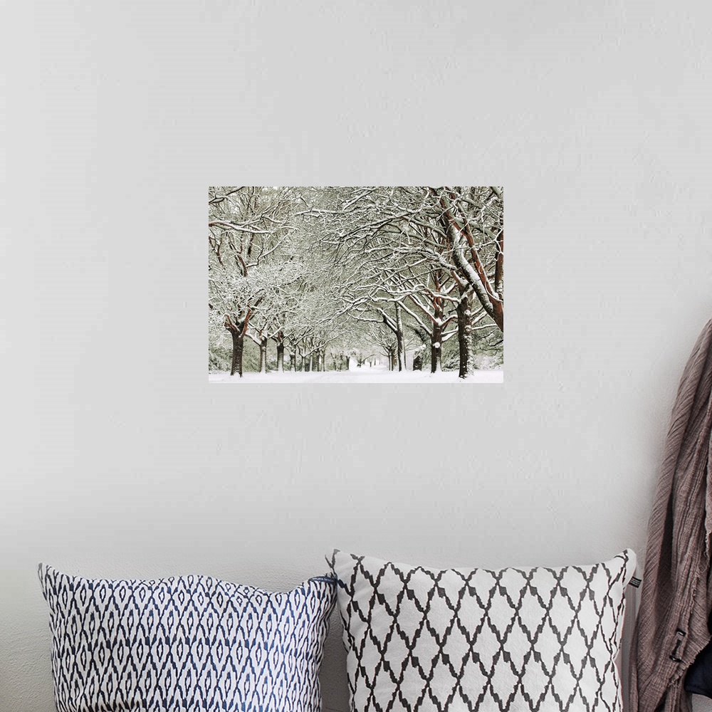 A bohemian room featuring Snowy trees on Southampton Common, Hampshire