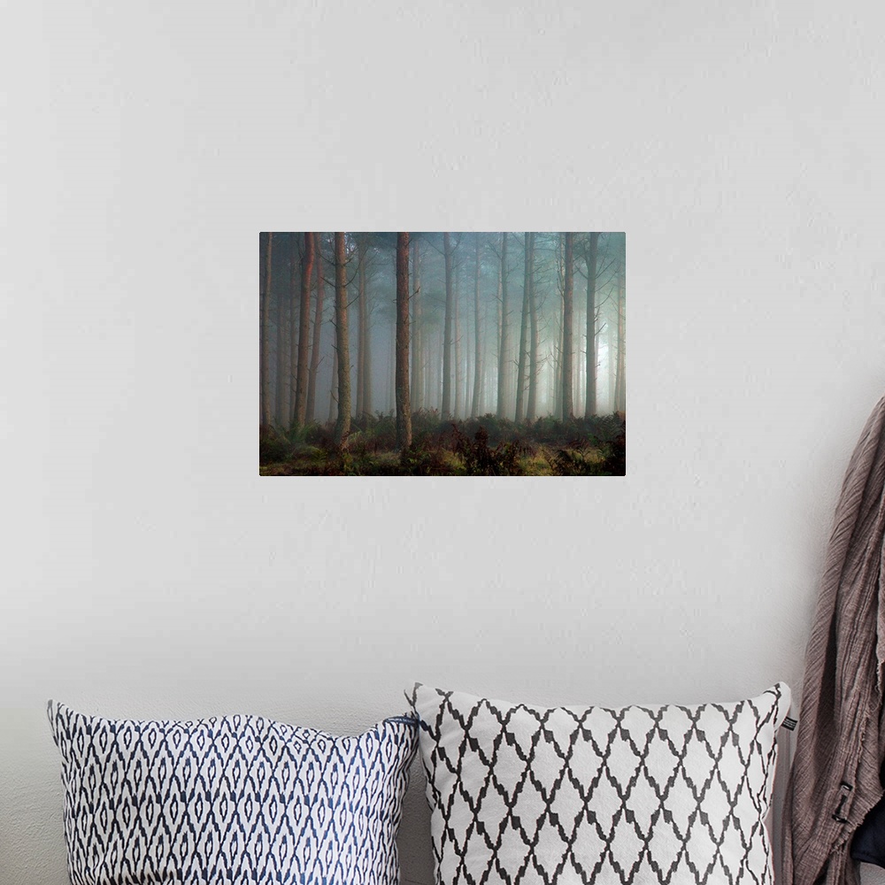 A bohemian room featuring A forest of pine trees in mist