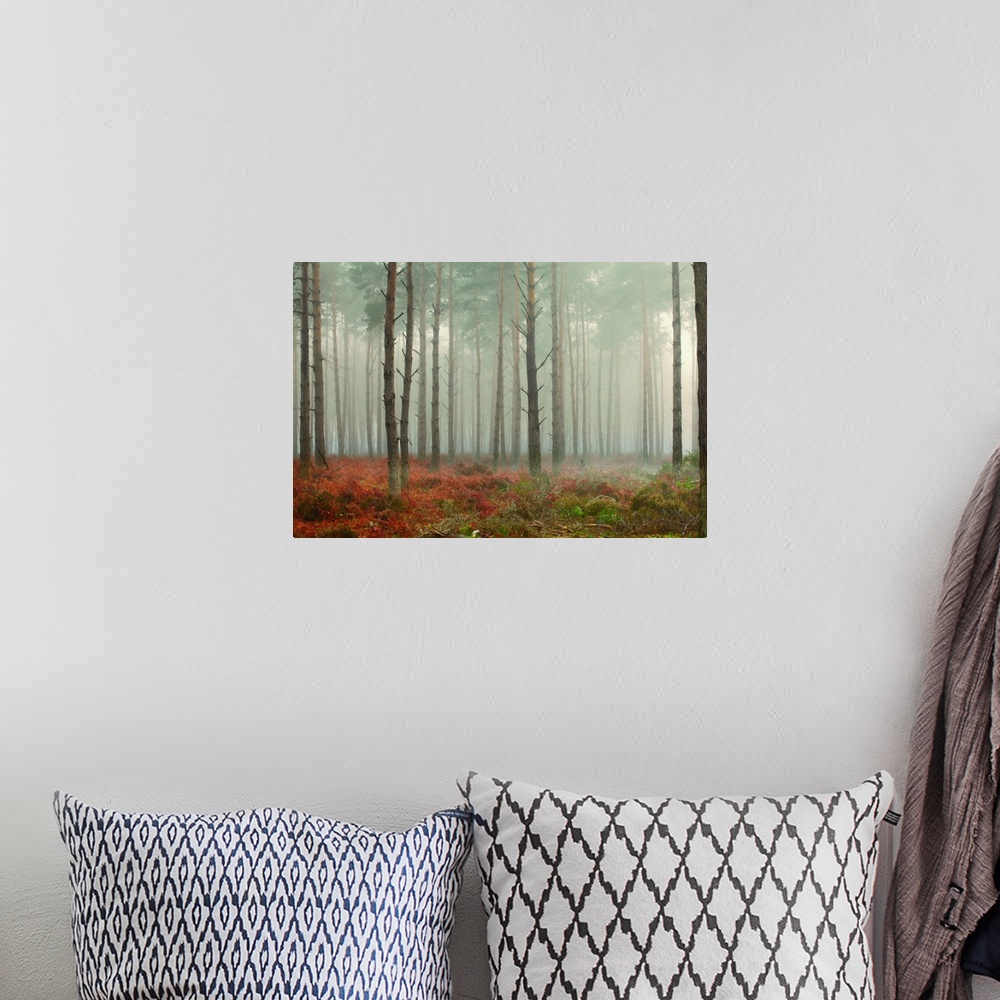 A bohemian room featuring Pine trees in mist at dawn