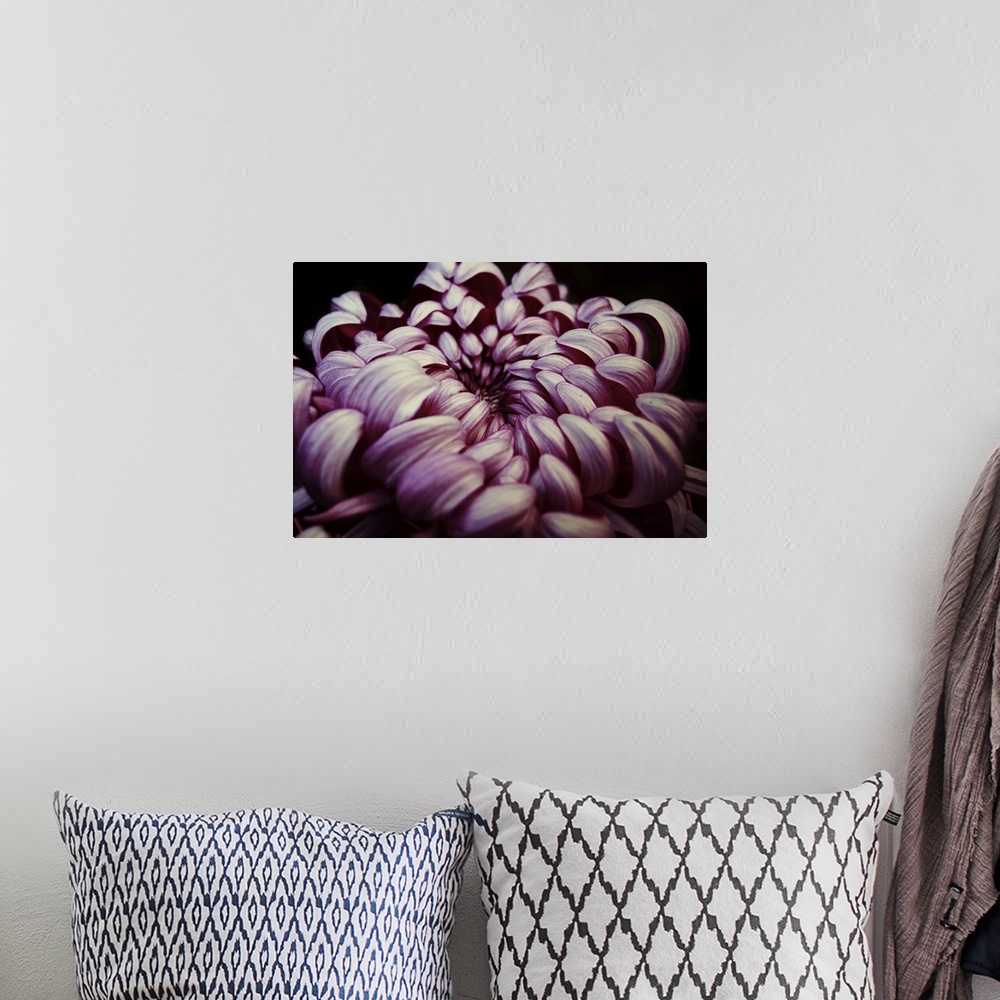 A bohemian room featuring Close up of a pink Chrysanthemum against a black background.